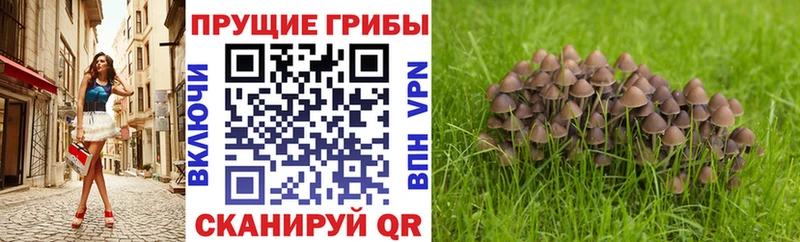 Галлюциногенные грибы прущие грибы  Павлово 